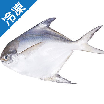 冷凍白鯧<br>500G上/2尾