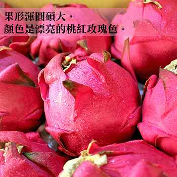 【鮮果日誌】紅肉紅龍果/火龍果(7入禮盒裝)
