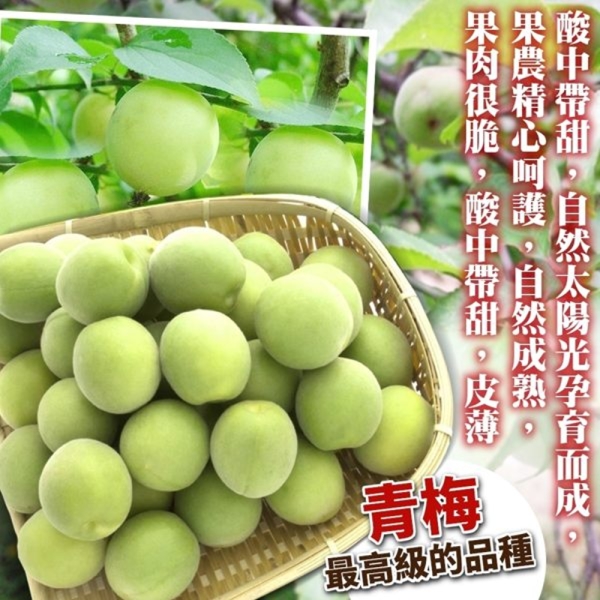 果之蔬嚴選
台灣青梅(5台斤±10%)