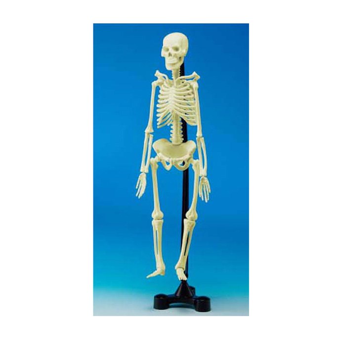 【華森葳兒童教玩具】科學教具系列-人體骨骼模型 N6-SK00046