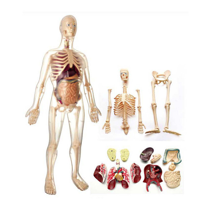 【華森葳兒童教玩具】科學教具系列-男生模型 N6-MK002