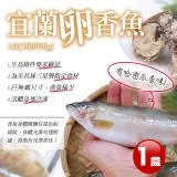 【築地一番鮮】宜蘭特選巨無霸XXL爆卵母香魚1盒(5尾/920g/盒)免運組