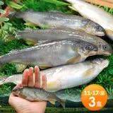 【築地一番鮮】宜蘭帶卵小香魚3盒(11-17尾裝/920g/盒)免運組