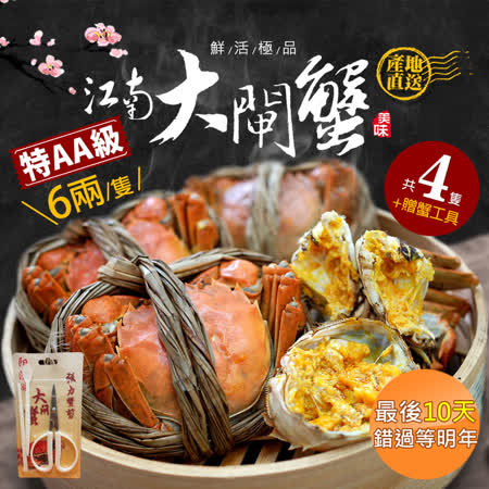 贈蟹剪工具組 築地一番鮮 巨大aa當令鮮活江南大閘蟹4隻 6 3兩 隻 免運組 Friday購物