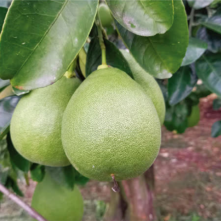 花蓮鶴岡
老欉文旦6kg禮盒