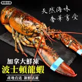 【海肉管家】活凍特大波士頓龍蝦(1隻_500-600g/隻)