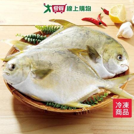 冷凍大金鯧500~600G/尾