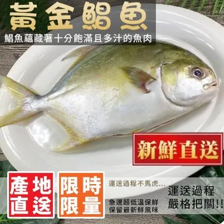 【好味市集】富貴逼人黃金鯧(500~600g)