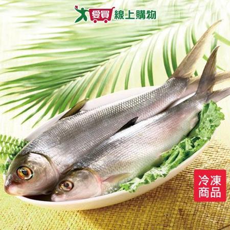 台灣虱目魚500~600G/尾
