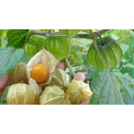 花蓮友善耕作黃金莓（燈籠果）/盒（冷藏配送）