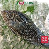 臺灣珍珠石斑500~600G/尾【愛買】