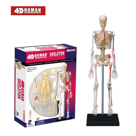 4D MASTER
人體解剖教學教具 骨架